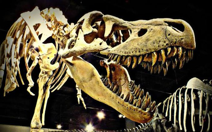 Nicolas Cage bought a illegal Tyrannosaurus bataar skull for $276,000